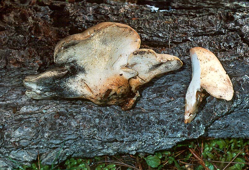 Oligoporus obductus